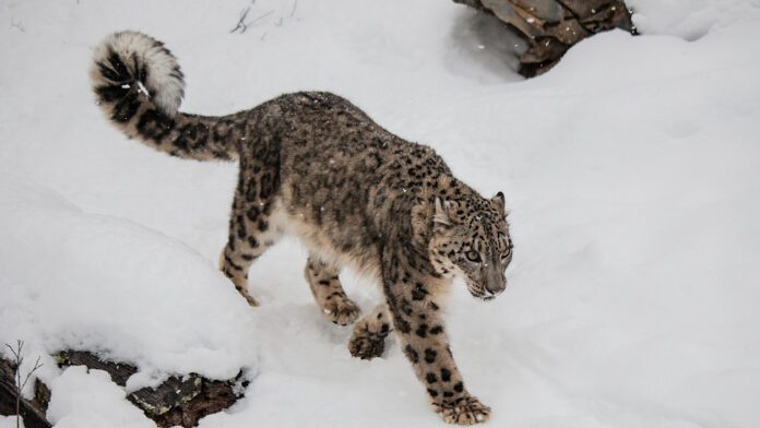 Snježni leopard u lovu snimljen kamerom u Xinjiangu na sjeverozapadu Kine