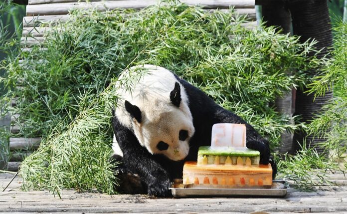 Jedini divovski panda u Jiangxiju napunio 20 godina