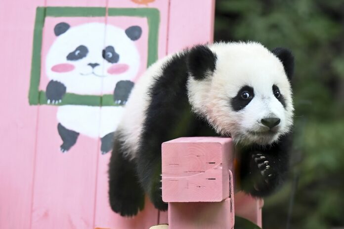 Mala velika panda Mei Zhu napunila šest mjeseci u Guangzhouu