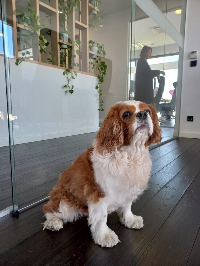 Bolt Pet Friendly ured - Bia