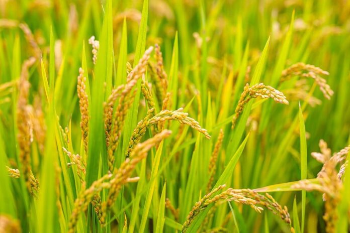 Kina i UN-ov IFAD obnovili sporazum o financiranju za potporu razvoju globalnog juga