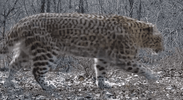 leopard