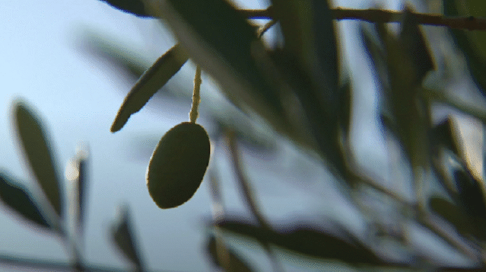 maslina