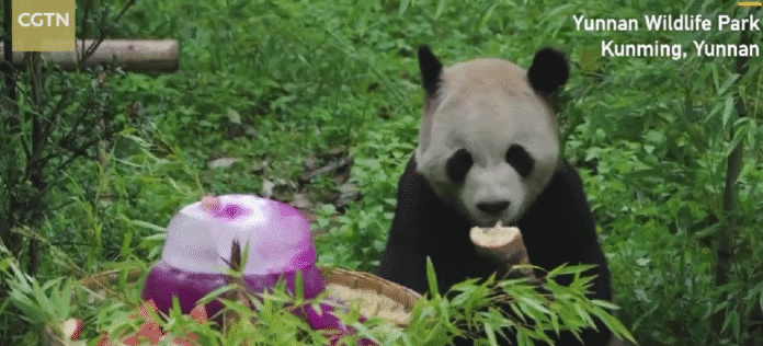 panda