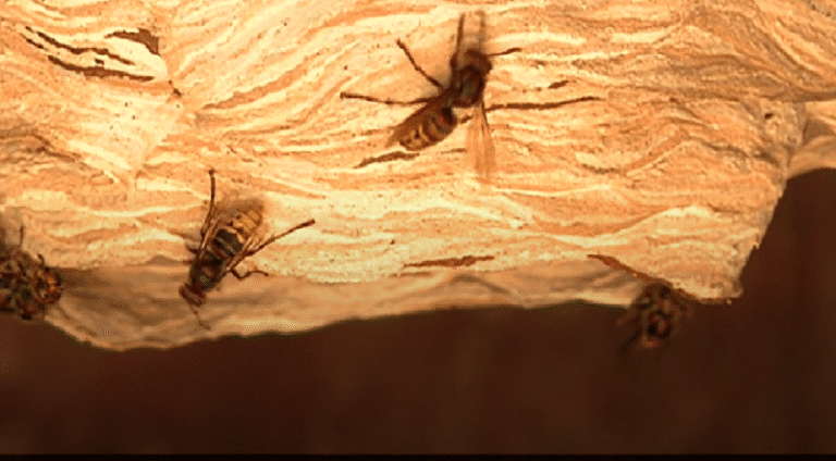 Invazija opasnih azijskih stršljenova