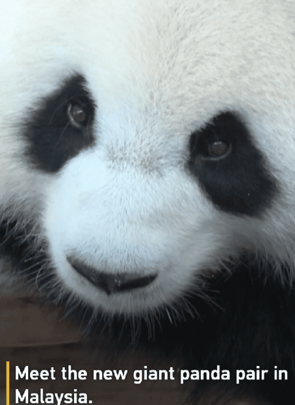 panda