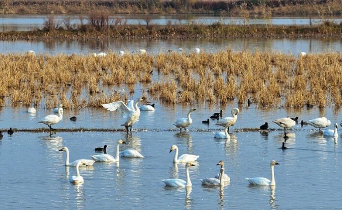 Ptice selice na najvećem kineskom slatkovodnom jezeru odražavaju uspješnost zaštite okoliša u Kini