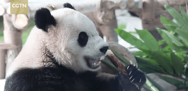 panda