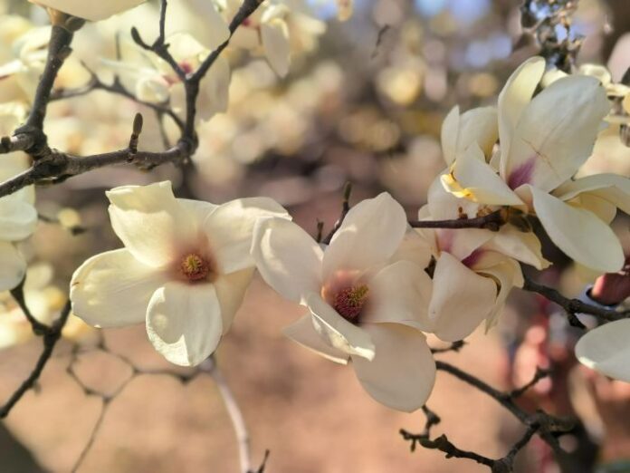 Otvoren Pekinški festival magnolija Yulan