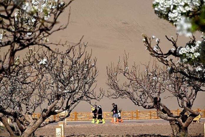 Proljetno cvijeće u punom cvatu tijekom festivala Qingming u sjeverozapadnoj Kini