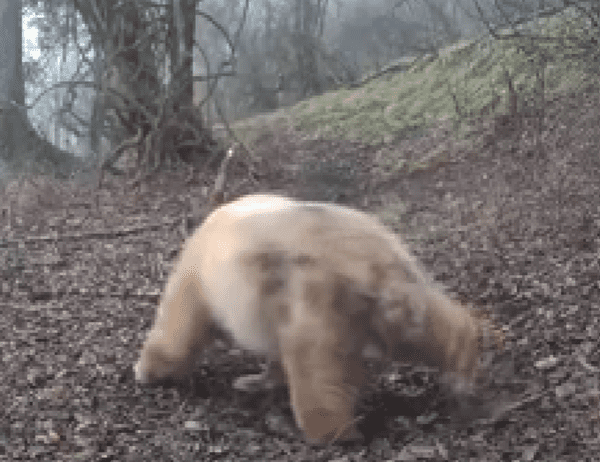 panda