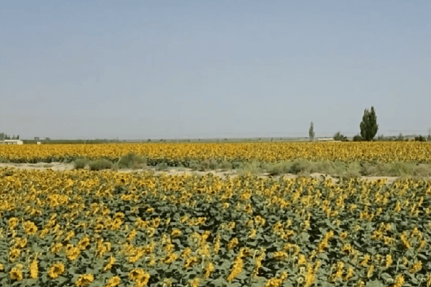 Suncokret