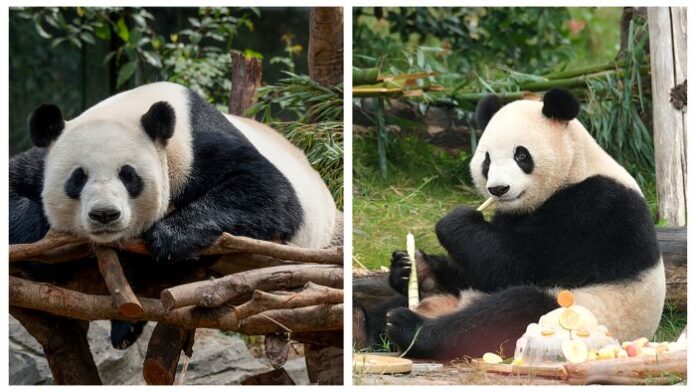 Kina šalje par divovskih pandi u zoološki vrt u Atlanti
