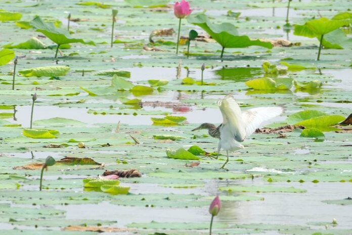 Močvarno područje Yeyahu uvršteno na Zeleni popis IUCN-a